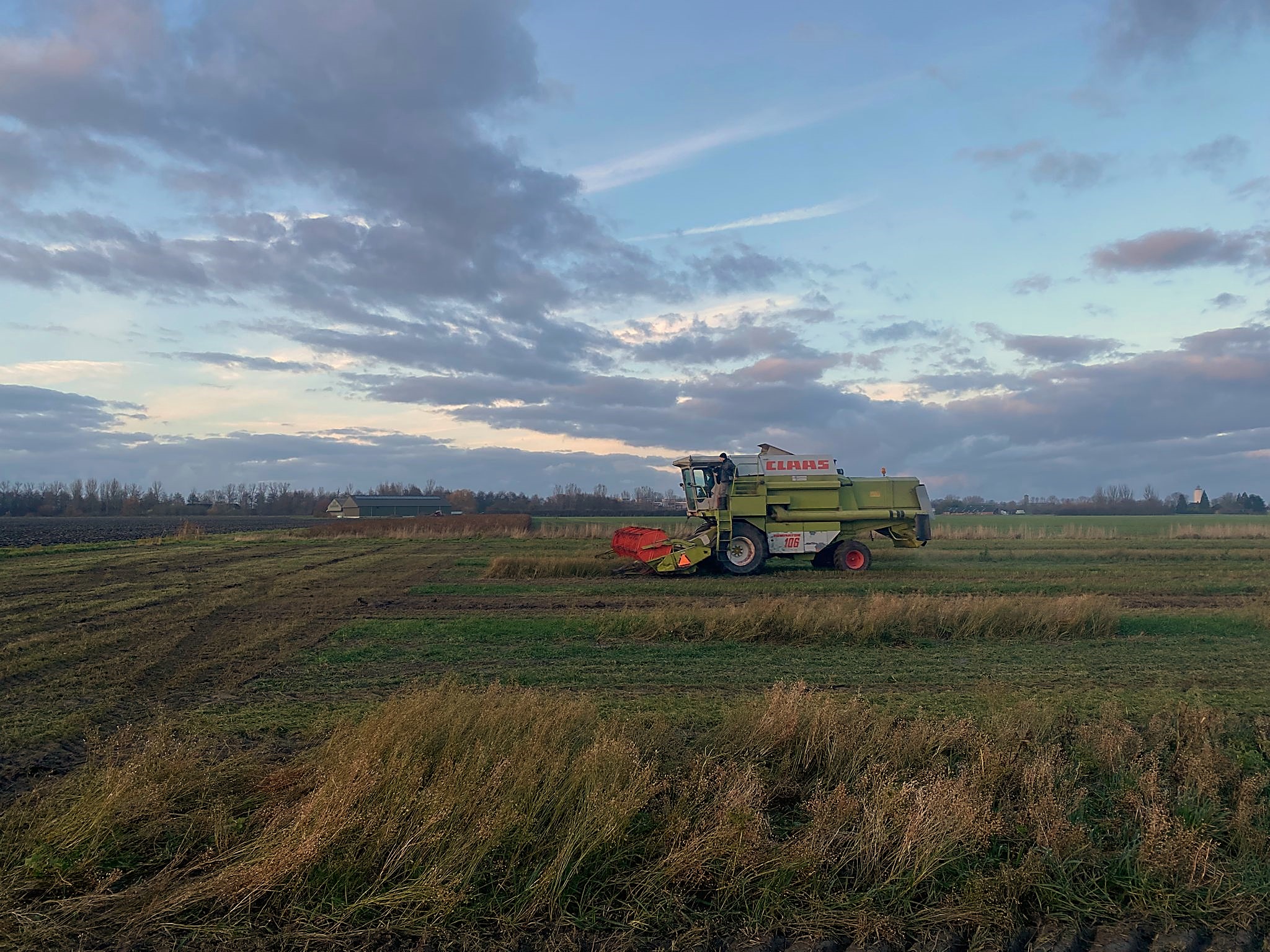 Camelina sativa teelt en projecten
