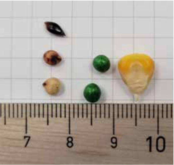 HD19 Sorghum pluim