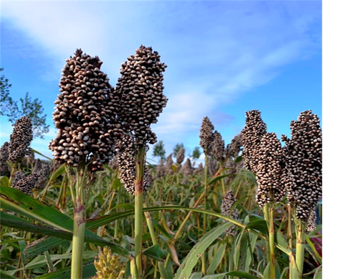HD7 Sorghum pluim