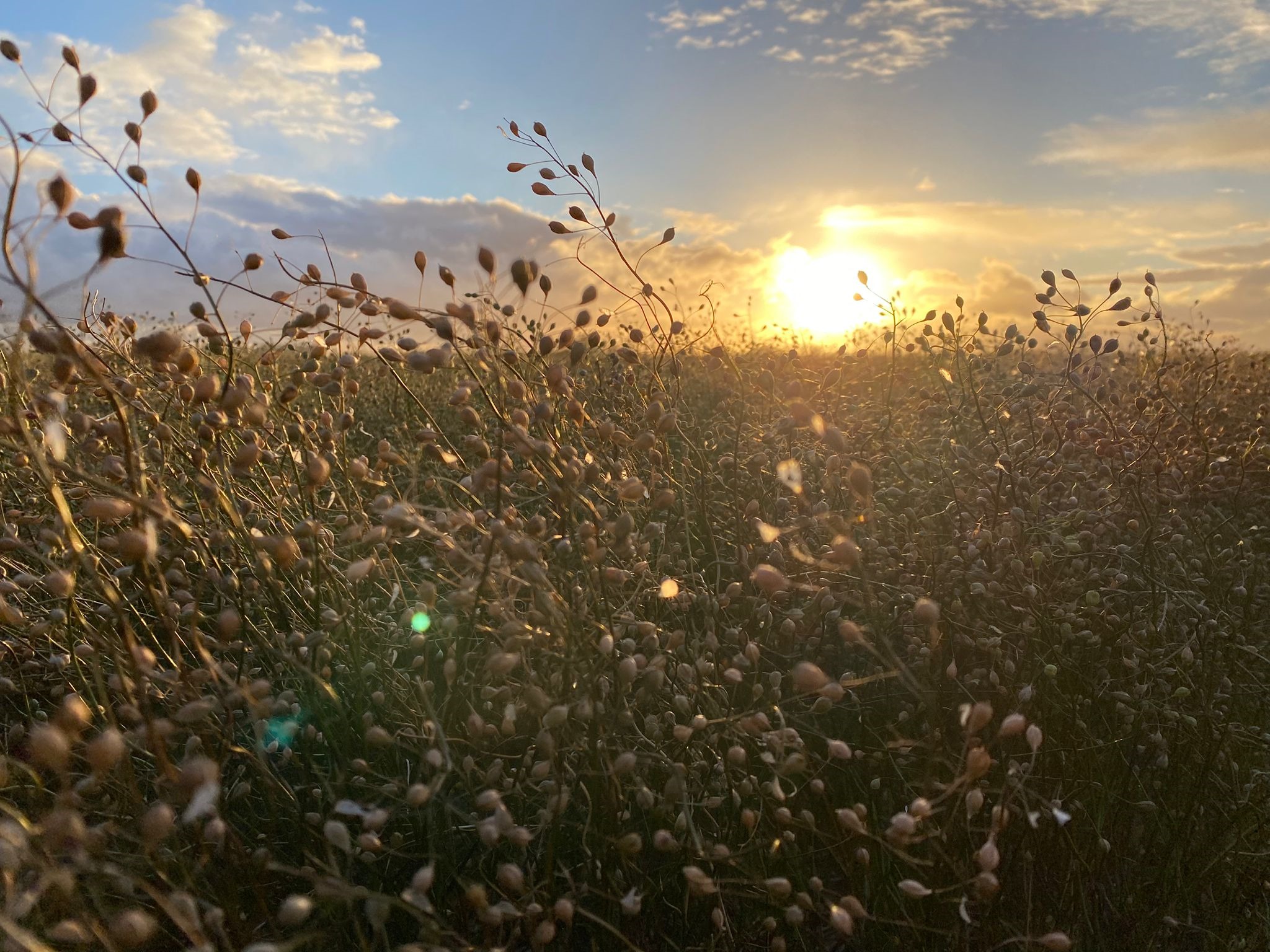Sorghum proefvelden van Dusormil in Zeeland