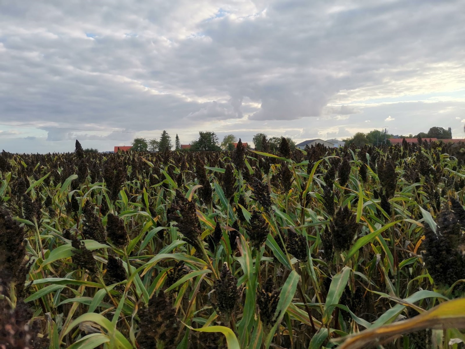 Dusormil Sorghum rassen